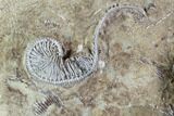 Crinoid Plate (Macrocrinus & Camptocrinus) With Gastropod #94378-3